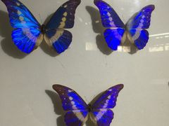 -上海昆虫博物馆