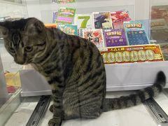 -中国福利彩票·中国体育彩票(包头路店)