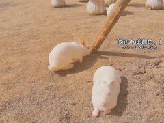 -黄龙溪欢乐田园