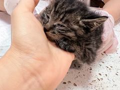 -宠爱国际动物医院·消化内科·心肾内科·ISFM猫友好(望京店)