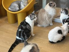-有喵·猫咖·狗咖·30几只猫10只小狗(岗厦店)