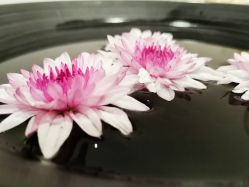 -素可SPA