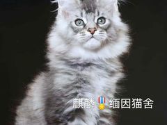 -十年猫舍·猫咪专门店(普陀店)