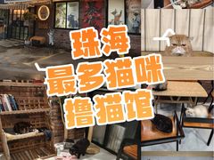 -豆逗聊愈猫阁Easy Life