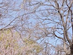 -桃花堤公园