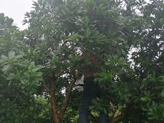 -塘栖枇杷特色园区