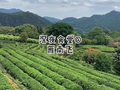 -雁南飞茶田景区