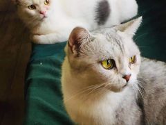 -more than meow吴止猫主题餐厅(承德 中船汇店)