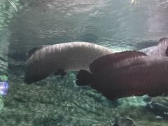 -太平洋海底世界