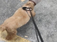 -芭比堂动物医院·24小时·眼科中心(深圳中心)
