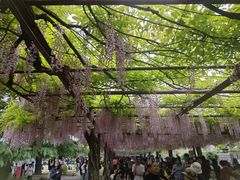 -嘉定紫藤园