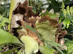 -国家植物园南园