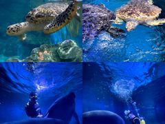 -烟台海昌鲸鲨海洋公园