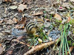 -五营红松林海景区