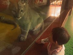-横道河子东北虎林园