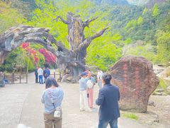 -龙湾潭国家森林公园