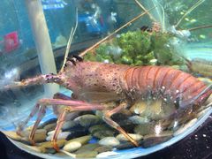 -海大大蒸汽海鲜餐厅·粤菜·特色小炒(欢乐颂店)