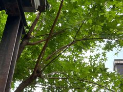 -VOYAGE COFFEE(杨梅竹店)