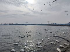 -烟墩角天鹅湖