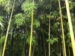 -东平国家森林公园