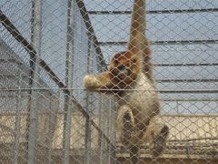 android_upload_pic-西安秦岭野生动物园