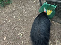 -费瑟代尔野生动物园