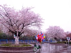 -高东镇樱花园