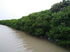 -大湾区中央湿地公园