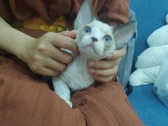 -山宅一喵德文卷毛猫舍