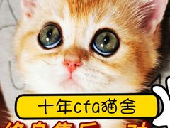 -Bastet sally猫舍购宠(静安店)