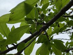 -桤木河湿地公园