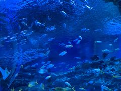 -海合安成都极地海洋公园
