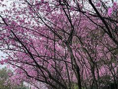 -铁山坪森林公园