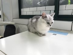 -喵的天空名猫咖啡馆·撸猫·猫舍·用品