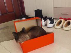 -米苏动物医院·犬猫专科·骨科外科内窥镜