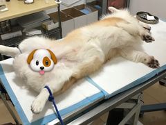 -灵美宠物诊所