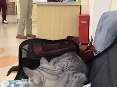 -美联众合动物医院·24h京西诊疗中心
