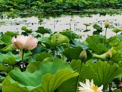 -荷塘月色湿地公园·向阳花洲