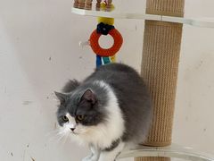 -1013 PET SHOP精品宠物商店(丁香店)