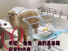-怪兽屋·羊驼·猫咖·狗咖(俊华广场店)