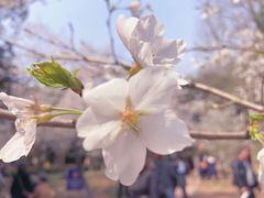 -武汉大学-樱园