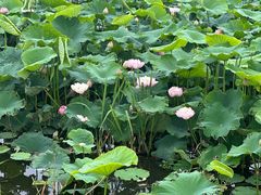 -七的湖·晚芳亭·阳澄湖农家菜·大闸蟹(莲花岛店)