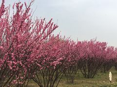 -洨河生态公园