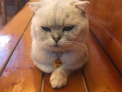 -李小姐の猫咖啡馆(五角场店)