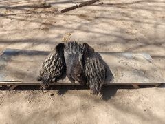 -青藏高原野生动物园