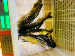 -老凯俚酸汤鱼(鸿通城店)