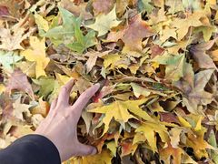 -北京市府学胡同小学