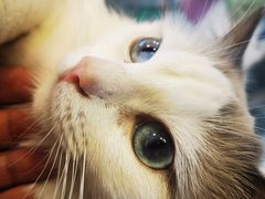 -喵喵咪呀布偶猫咖(春熙路店)