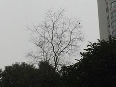 -新湖明珠城