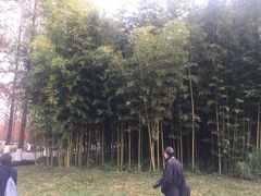 -黄海国家森林公园